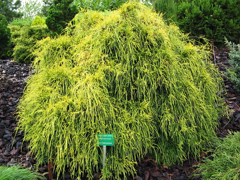 Chamaecyparis pisifera Filifera Aurea Nana | Chamaecyparis - cypřišek